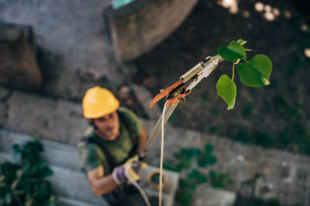 Fairfax, CA Tree Services Company