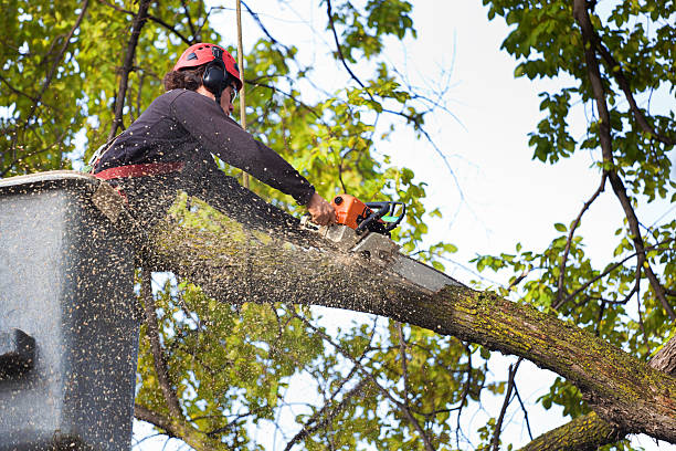 How Our Tree Care Process Works  in Fairfax, CA